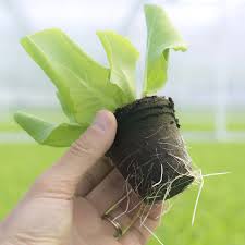 ベトナムのココナッツピート-ココハイテック