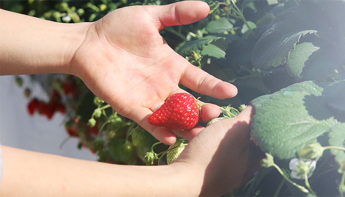 いちご-ココピート