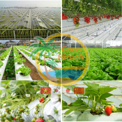 ココピートグローバッグ