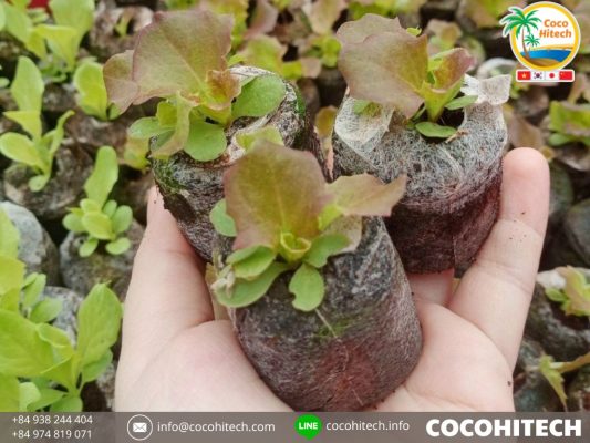 ココナッツコイアペレット