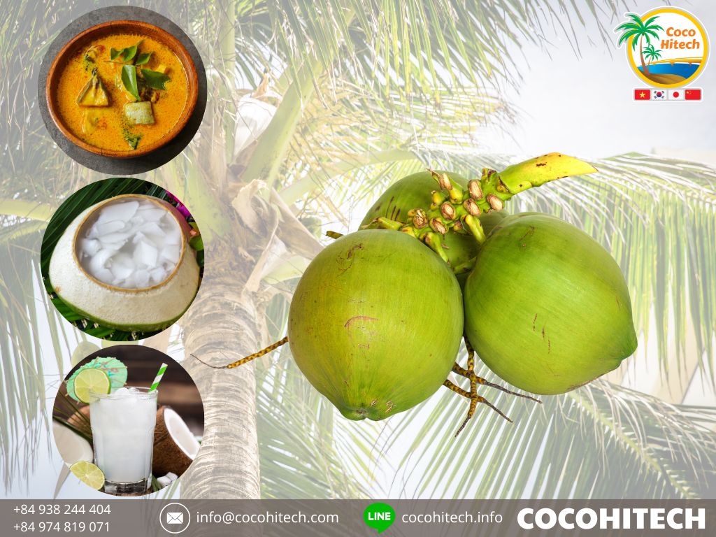 ココハイテク ‐ 新鮮なココナッツ (2)