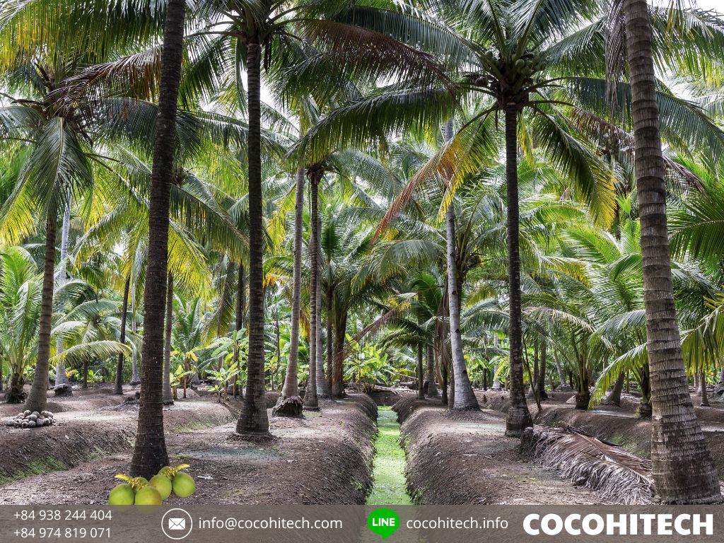 コハイテク ‐ 新鮮なココナッツ